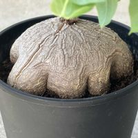 亀甲竜,ディオスコレア・シルバチカ,塊根植物,ディオスコレア属,珍奇植物の画像