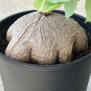 亀甲竜,ディオスコレア・シルバチカ,塊根植物,ディオスコレア属,珍奇植物の画像