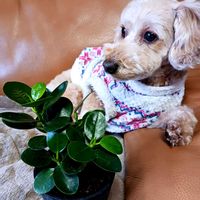 パンダガジュマル,観葉植物,葉っぱ,葉っぱ好き,3.11の画像