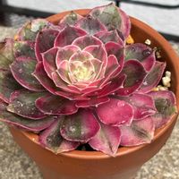 アエオニウム,いつもありがとうございます♡(ᴗ̤ .̮ ᴗ̤ )₎₎の画像