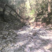 ヤブコウジ,番外編,GS映え,中津谷の滝,お出かけ先の画像