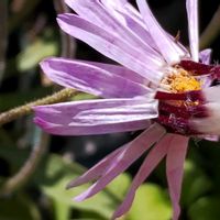 庭梅,成金草,ローレンセラ,ホヤ♡の画像