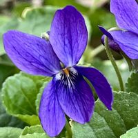 コブシ,スミレ,可愛い,癒される,美しいの画像