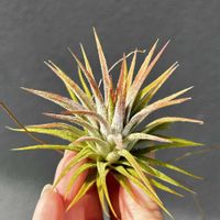 チランジア　キセログラフィカ,エアプランツ,エアプランツ　イオナンタの画像