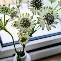 アストランティア,切り花,北海道,WEEKEND FLOWER,東日本大震災から15年の画像