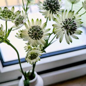 アストランティア,切り花,北海道,WEEKEND FLOWER,東日本大震災から15年の画像