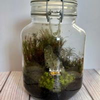 ヒノキゴケ,ハイゴケ,スナゴケ,コウヤノマンネングサ,タマゴケの画像