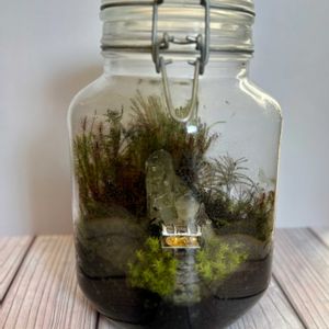 ヒノキゴケ,ハイゴケ,スナゴケ,コウヤノマンネングサ,タマゴケの画像