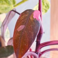 フィロデンドロン,フィロデンドロン,ハートフィロデンドロン,観葉植物,リビングの画像