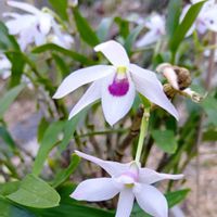 セッコク,セッコク,ボケ,ボケ,枝垂れ梅の画像