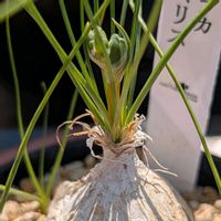 ソテツキリン,アルブカ コンコルディアナ,アルブカ　フミリス,多肉植物,珍奇植物の画像