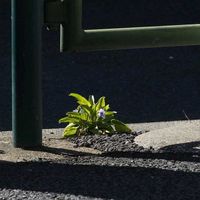 スミレ,アリアケスミレ,山野草の画像