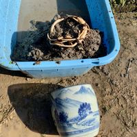 ハス,誠蓮,ハス(誠ハス),カールくん,茶碗蓮・小舞妃の画像