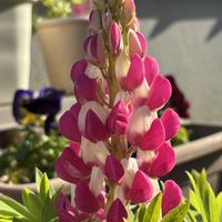 ハナニラ,ハナニラ,チューリップ,ムスカリ,ムスカリの画像