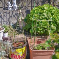 ジャガイモ,ぽろしり（じゃがいも）,プロトリーフ,ポテトバック,家庭菜園の画像