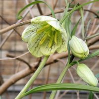 バイモ,バイモの画像