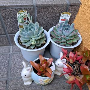 階段/廊下の画像