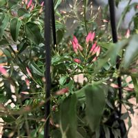 ハゴロモジャスミン,ベッドルーム,ハンギングの画像