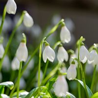 スノードロップ,植物のある暮らし,おうち園芸の画像