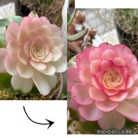 綺麗になりました♪,アエオニウム,可愛い〜♡,色付き,山形の画像