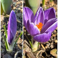 クロッカス,スミレ,可愛い,感謝,癒やしの画像