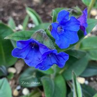 プルモナリア,プルモナリア　ブルーエンサイン,ガーデニング,ナチュラルガーデン,耐寒性宿根草の画像