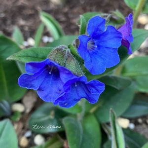 プルモナリア,プルモナリア　ブルーエンサイン,ガーデニング,ナチュラルガーデン,耐寒性宿根草の画像