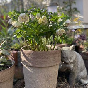 クリスマスローズ,ナチュラルガーデン,クリスマスローズ愛同盟,小さな庭の画像