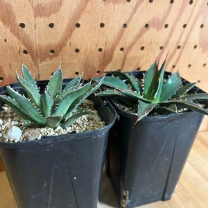 実生,アガベホリダチョコレートソーンの画像