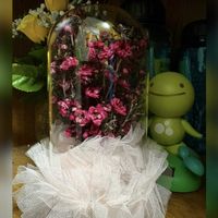 ギョリュウバイの画像