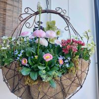 クリスマスローズ,デージー,ヒヤシンス,クモマグサ,ギャザリングの画像