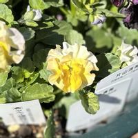 ビオラ,デルフィニウム,庭人さんのヴィオラ,ビオラ ふわふわ金魚ちゃん,ガーデニングの画像