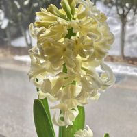 ヒヤシンス,水耕栽培,球根植物,黄色い花,野鳥の画像