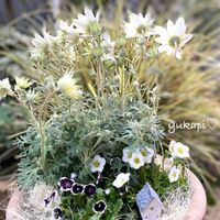 ネモフィラ,フランネルフラワー,ブルーデージー,雲間草 くもまぐさ,寄せ植えの画像