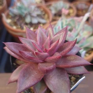 多肉植物,エケベリア属,実生,交配種,多肉大好きの画像