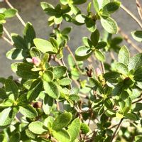 ツツジ,紫陽花,八重桜,植物のある暮らし,お花好きの画像