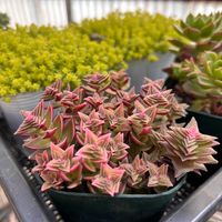 茜の塔,多肉植物,紅葉する多肉,たにく,多肉植物のある暮らしの画像