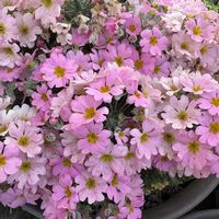 プリムラ マラコイデスの画像