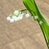 スズラン,ワンワン祭り,3月11日を忘れない。の画像