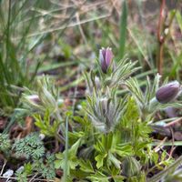オキナグサ,日本翁草,山野草,庭の宿根草,庭の画像