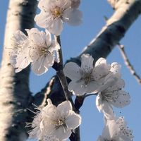 クリスマスローズ,クリスマスローズ,クリスマスローズ,サクランボ,サクランボの画像