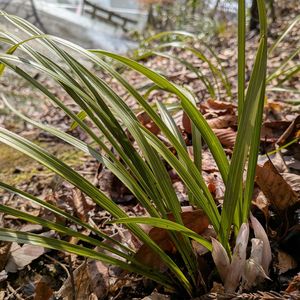 シュンラン,花芽,山野草,❤️いいね、ありがとう,自然が好きの画像