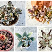 月兎耳,ゴールデンラビット,テディベア,星兎耳,野うさぎの画像