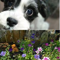 フェリシア,フェリシア,ラブリー♡加速中,ワンワン祭り,我が家の愛犬カツオの画像