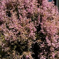 エリカ,ジャノメエリカ,ジャノメエリカ,淡いピンク,春爛漫の画像