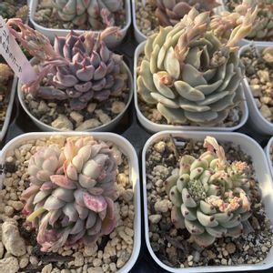 花うらら,ローラ,ピンクザラゴーサ,オリジナルザラゴーサ,多肉植物の画像