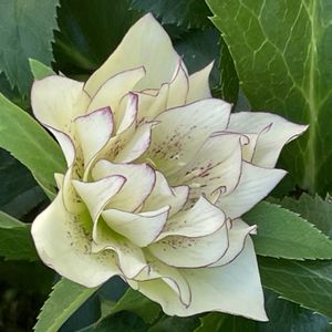 オキナグサ,クリスマスローズ,クリスマスローズ,クリスマスローズ,ベロニカ・オックスフォードブルーの画像