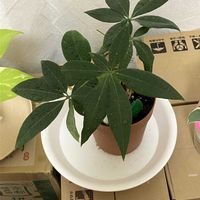 パキラ,その他部屋の画像