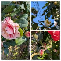 墨烏帽子,多肉植物,ベランダ多肉,棒の日,ワンワン祭りの画像