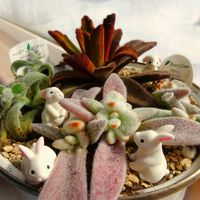 シナモン,福兎耳,ゴールデンラビット,野うさぎ,エリオフィラの画像